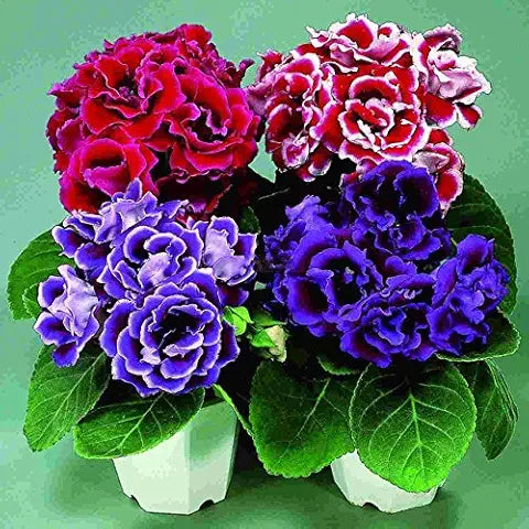 Gloxinia Flower Seeds for Home Garden Bonsai